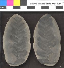 Small image of specimen