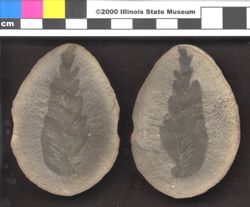 Small image of specimen