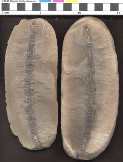 Small image of specimen