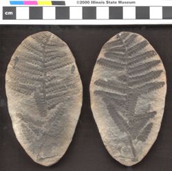 Small image of specimen