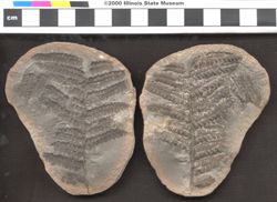 Small image of specimen