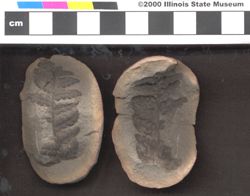 Small image of specimen