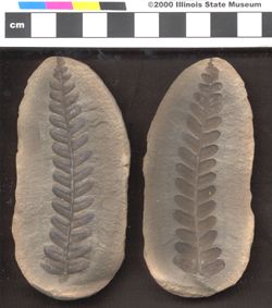 Small image of specimen