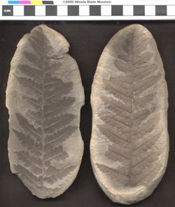 Small image of specimen