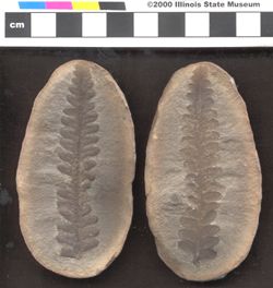 Small image of specimen