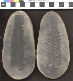 Small image of specimen