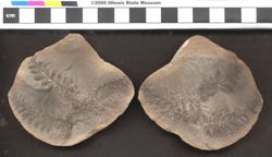 Small image of specimen