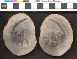 Small image of specimen