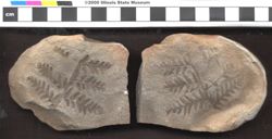 Small image of specimen