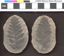 Small image of specimen