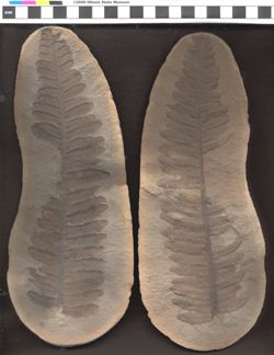 Small image of specimen