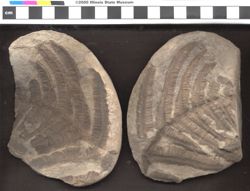 Small image of specimen