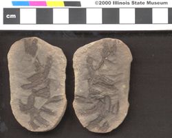 Small image of specimen