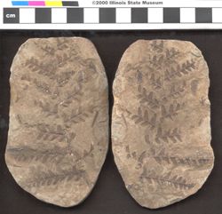 Small image of specimen