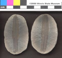 Small image of specimen