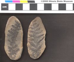 Small image of specimen