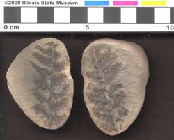 Small image of specimen