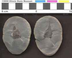 Small image of specimen