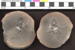 Small image of specimen