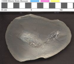 Small image of specimen