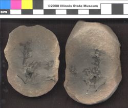 Small image of specimen