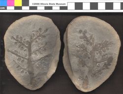 Small image of specimen