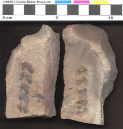 Small image of specimen