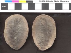 Small image of specimen