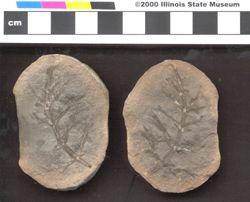 Small image of specimen