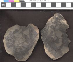 Small image of specimen