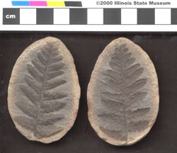 Small image of specimen