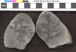 Small image of specimen