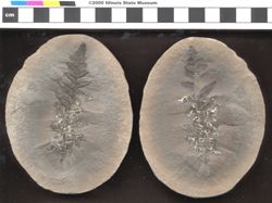 Small image of specimen