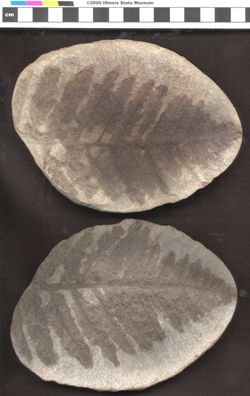 Small image of specimen