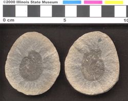 Small image of specimen