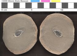 Small image of specimen