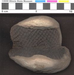 Small image of specimen