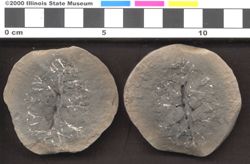Small image of specimen