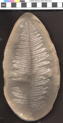 Small image of specimen