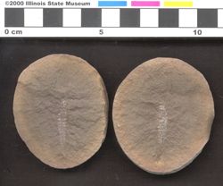 Small image of specimen