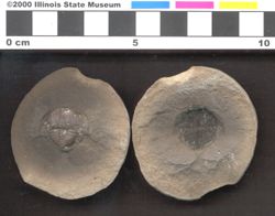 Small image of specimen