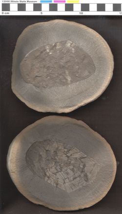 Small image of specimen