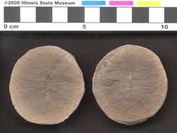 Small image of specimen