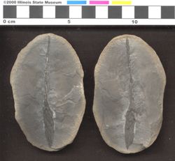 Small image of specimen