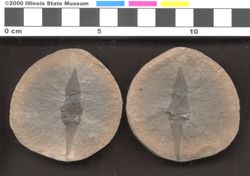 Small image of specimen