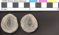 Small image of specimen