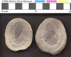 Small image of specimen