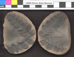 Small image of specimen