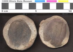 Small image of specimen