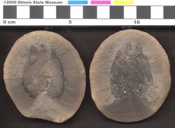 Small image of specimen
